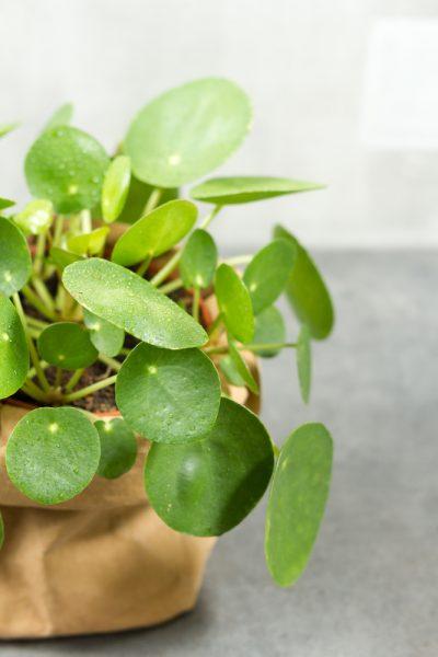 Pileas karakteristika